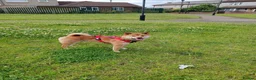 Japanese Shiba Inu dogs for stud: Kenzo - Advert 2