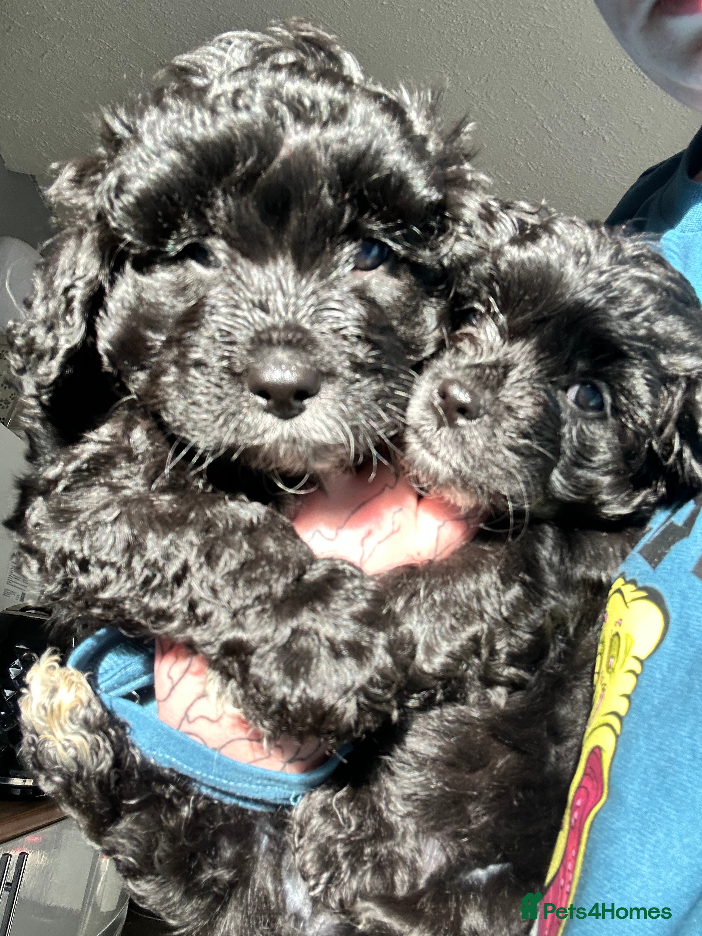 Shihpoo dogs Last Male Stunning Shihpoo x Sproodle pups - Advert 12