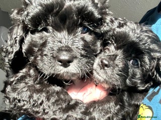 Shihpoo dogs Last Male Stunning Shihpoo x Sproodle pups - Advert 2