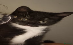 Domestic Shorthair cats for sale: Two Black and white 12wk old girls - Image 2