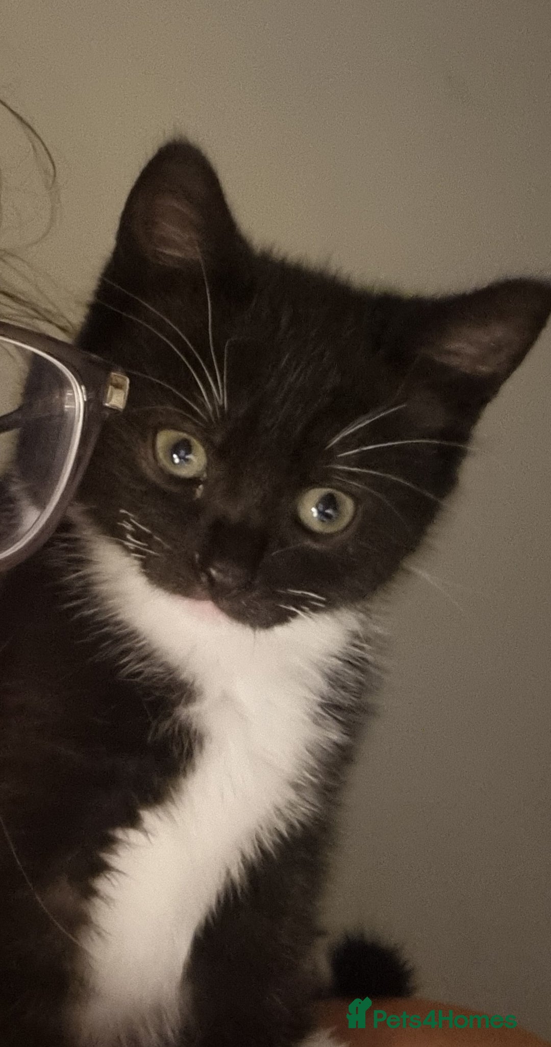 Domestic Shorthair cats for sale: Two Black and white 12wk old girls - Image 2