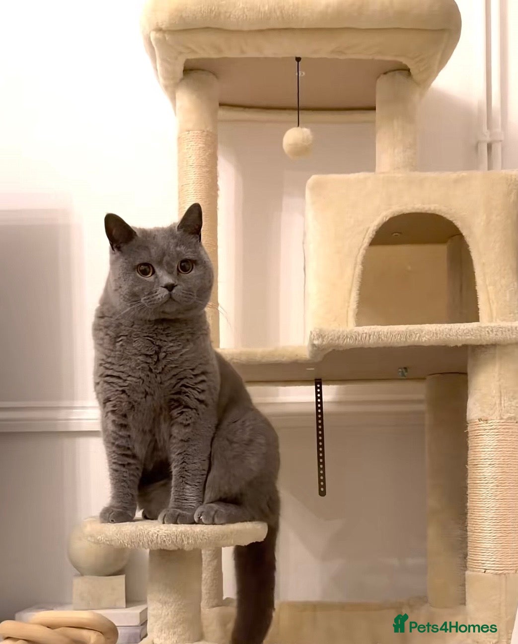 British Shorthair cats 💙Male British shorthair Available For Stud  - Advert 3