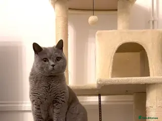 British Shorthair cats 💙Male British shorthair Available For Stud - Advert 3
