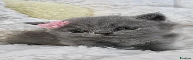 British Shorthair 4