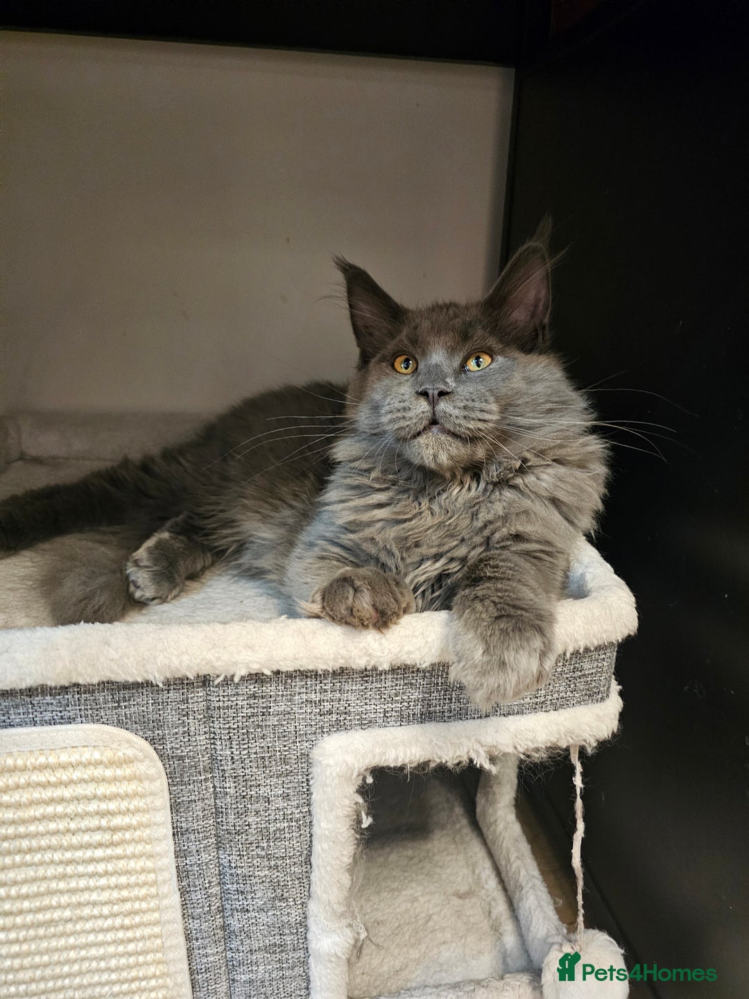 Maine Coon cats for sale: 🔥*Stunning Litter of 8💎Solid Blue Maine Coon*🔥  - Image 9