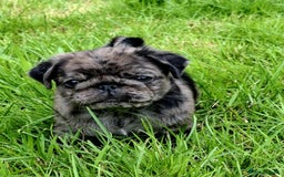 Pug dogs for sale: Pug puppies-Merle, panda and koi - Image 31