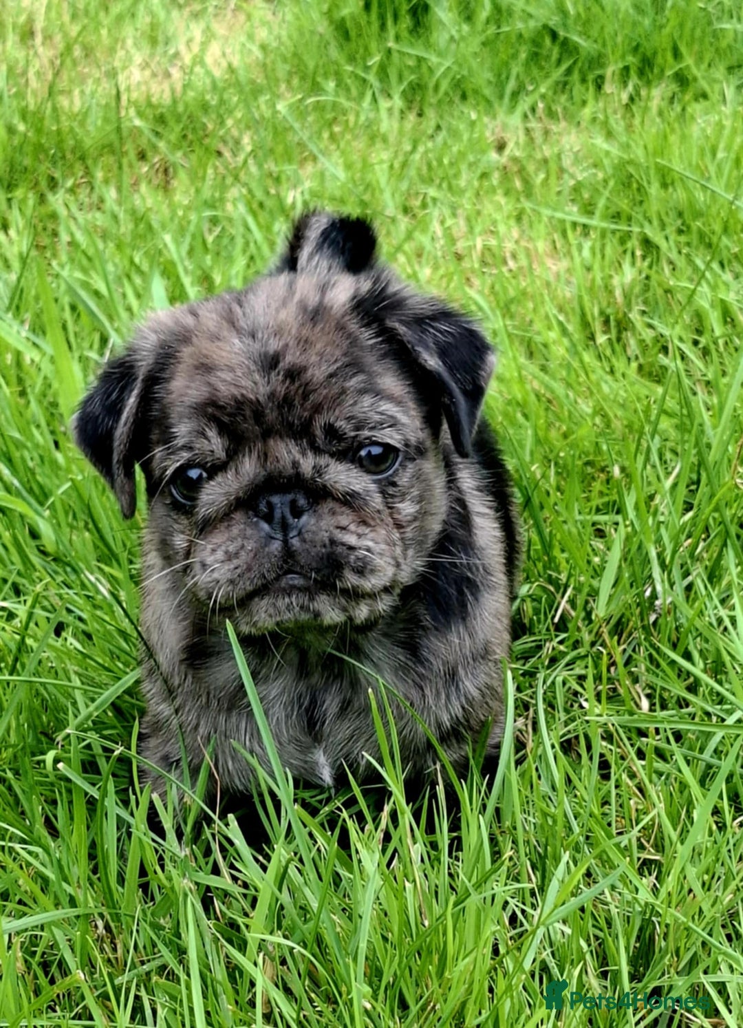 Pug dogs for sale: Pug puppies-Merle, panda and koi - Image 31