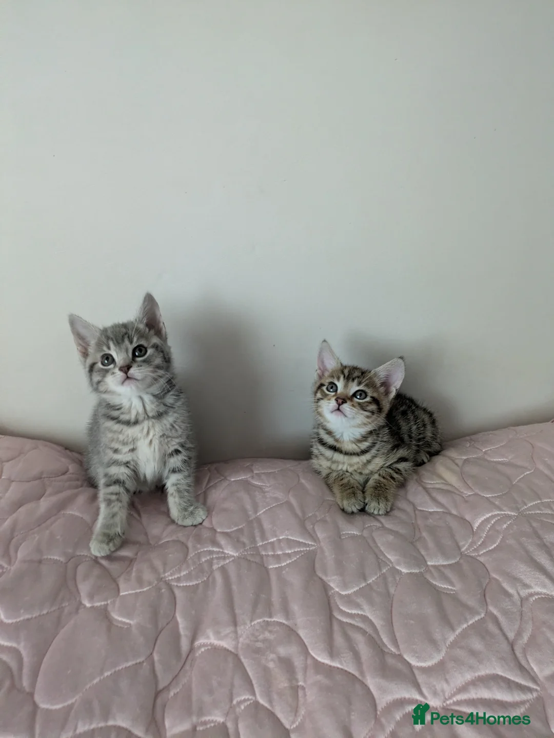 Bengal cats for sale: Bengal kittens Ready to leave now  - Advert 2
