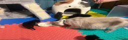 Mixed Breed cats for sale: 8 Beautiful Ragdoll Cross Kittens 🐾 - Advert 5