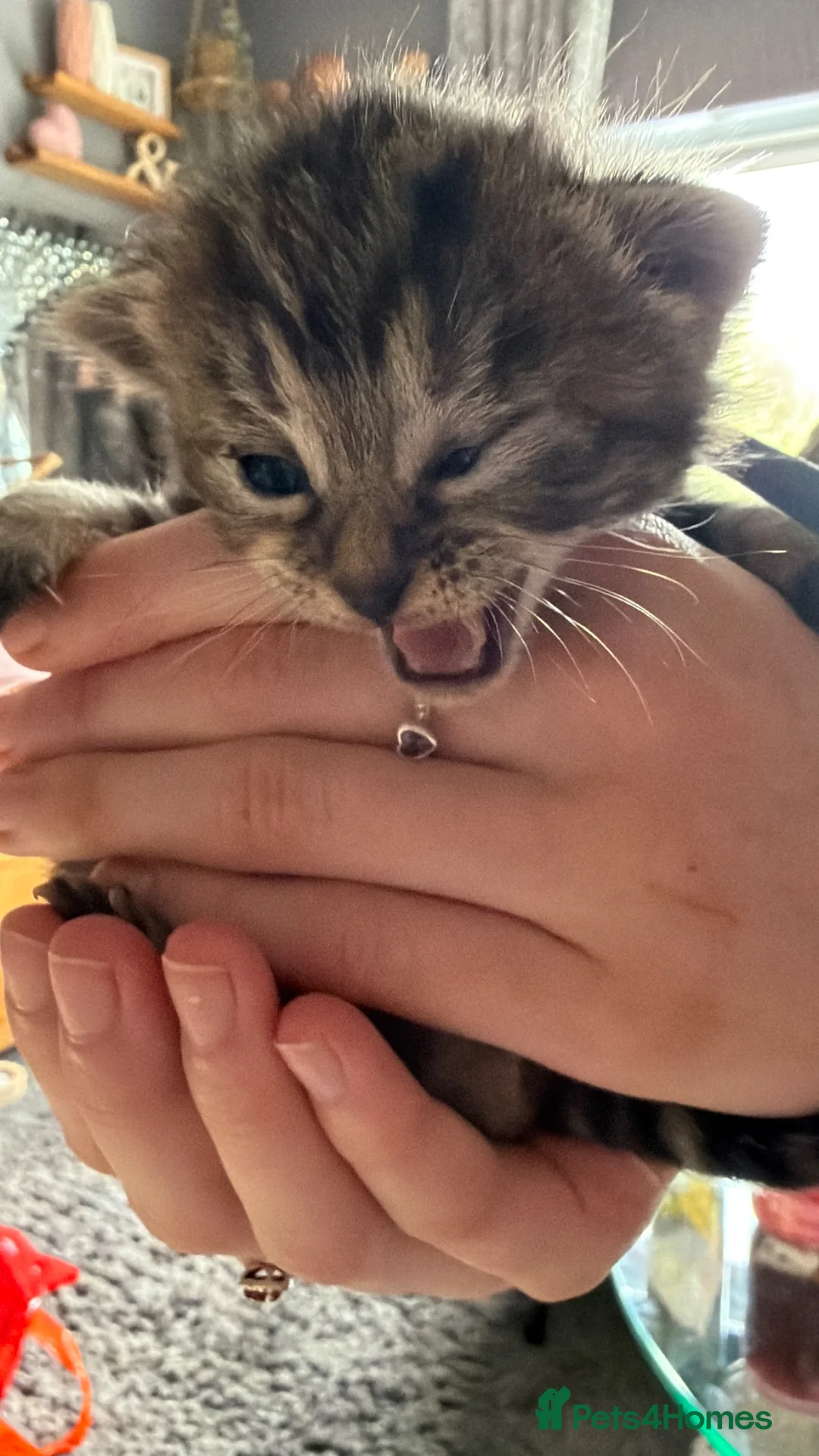 Mixed Breed cats for sale: 3 ginger girls kitten’s and 1 boy ***  - Advert 2