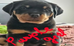 Rottweiler dogs for sale: Pure breed Rottweiler  - Image 34