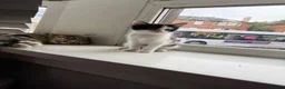 Mixed Breed cats for sale: Last little baby  - Advert 2