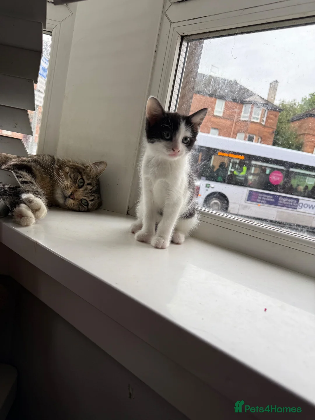 Mixed Breed cats for sale: Last little baby  - Advert 2