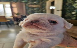 Pug dogs for sale: Lilac and tan - Advert 10