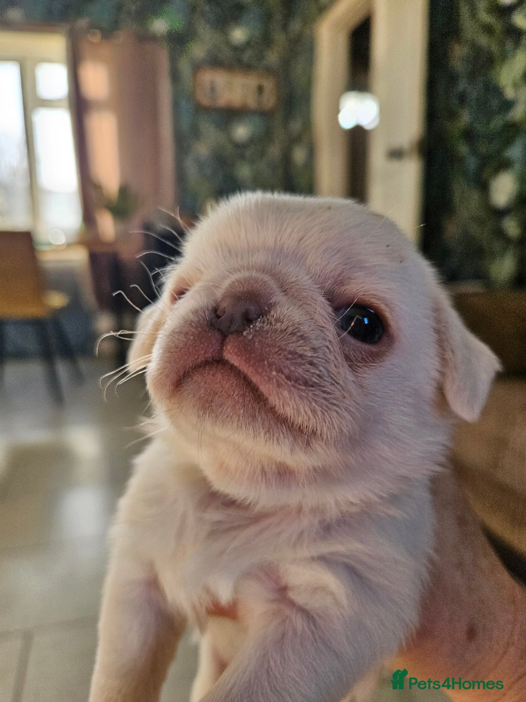 Pug dogs for sale: Lilac and tan - Advert 10