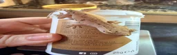 Gecko reptiles for sale: Happiny the Crested Gecko - Advert 5