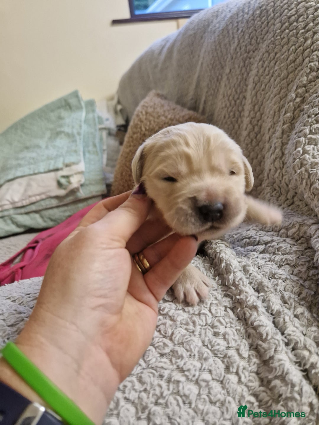 Golden Retriever dogs for sale: Golden retrievers Northern Ireland  - Advert 3