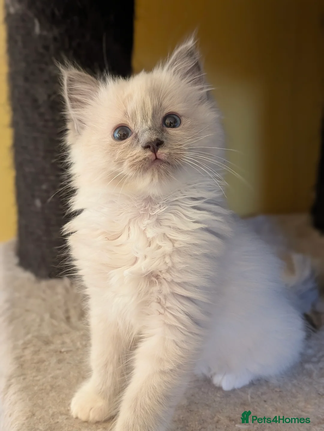 Ragdoll cats for sale: *All rehomed* Gorgeous Ragdoll Kittens  - Advert 10