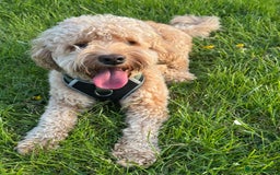 Cockapoo dogs for sale: Loving Cockapoo Needs a Forever Home - Image 1