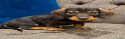 Dachshund dogs for sale: Standard Wire haired dachshund/teckel  - Advert 7