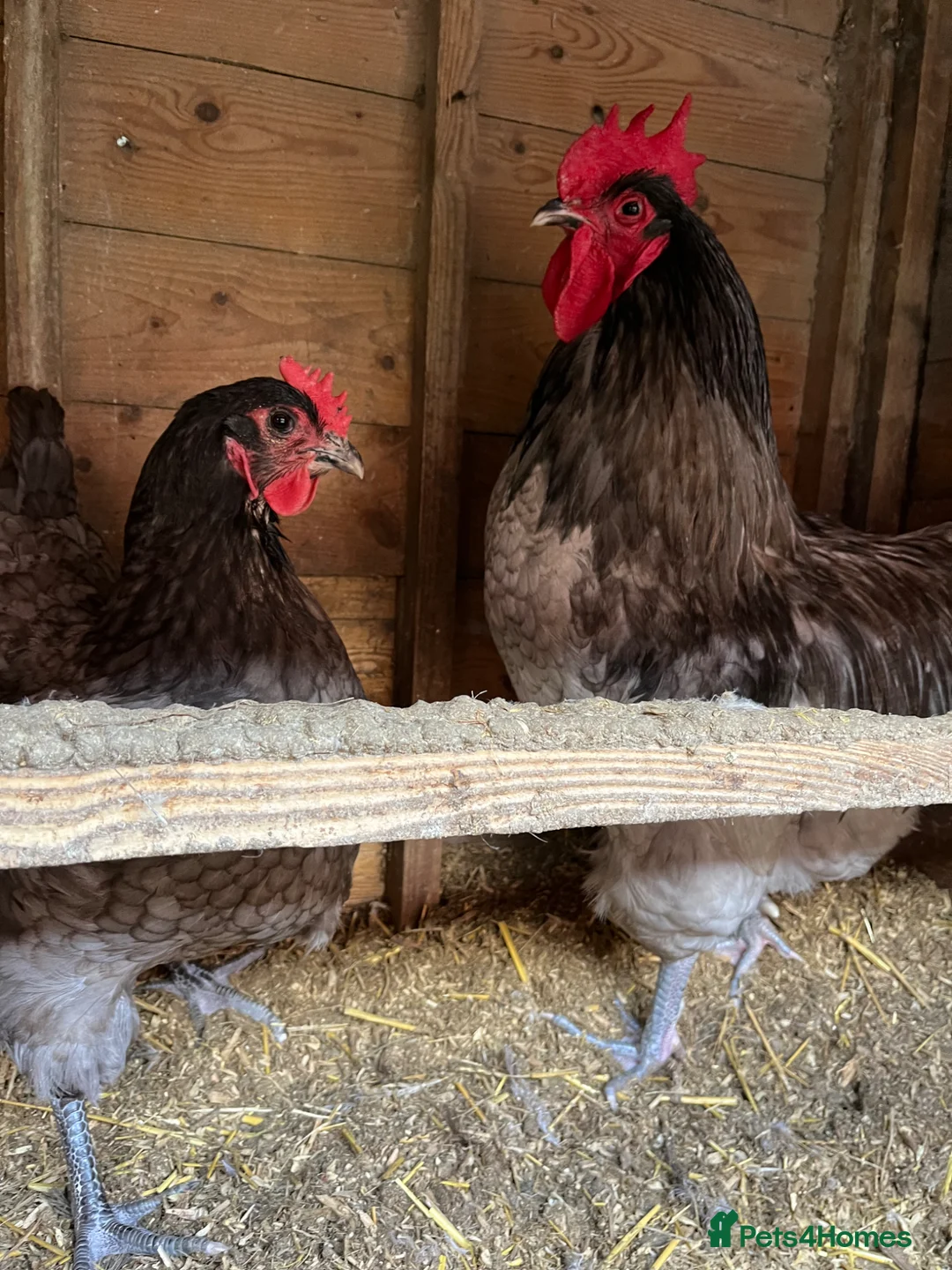 Chickens poultry for sale: Jersey Giant Hatching Eggs  - Advert 1