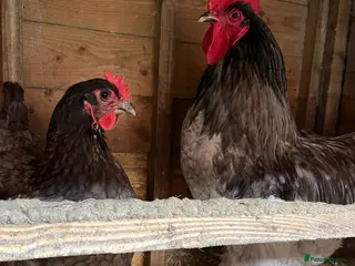 Chickens poultry Jersey Giant Hatching Eggs - Advert 1