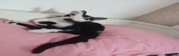 Mixed Breed cats for sale: Black and white tuxedo female with golden eyes  - Advert 10