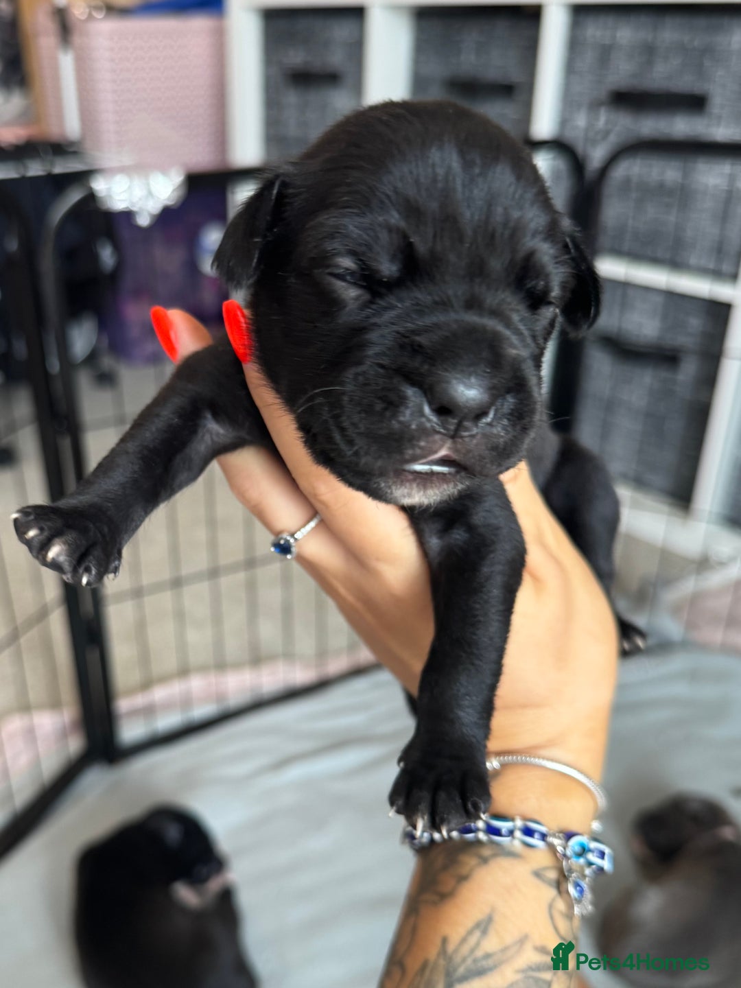 Mixed Breed dogs for sale: Rare breeding American x Bulldog x Cane Corso Pups - Image 35