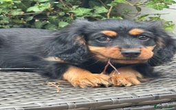 Cavapoo dogs for sale: Cavapoo rare black &tan health tested  - Image 19