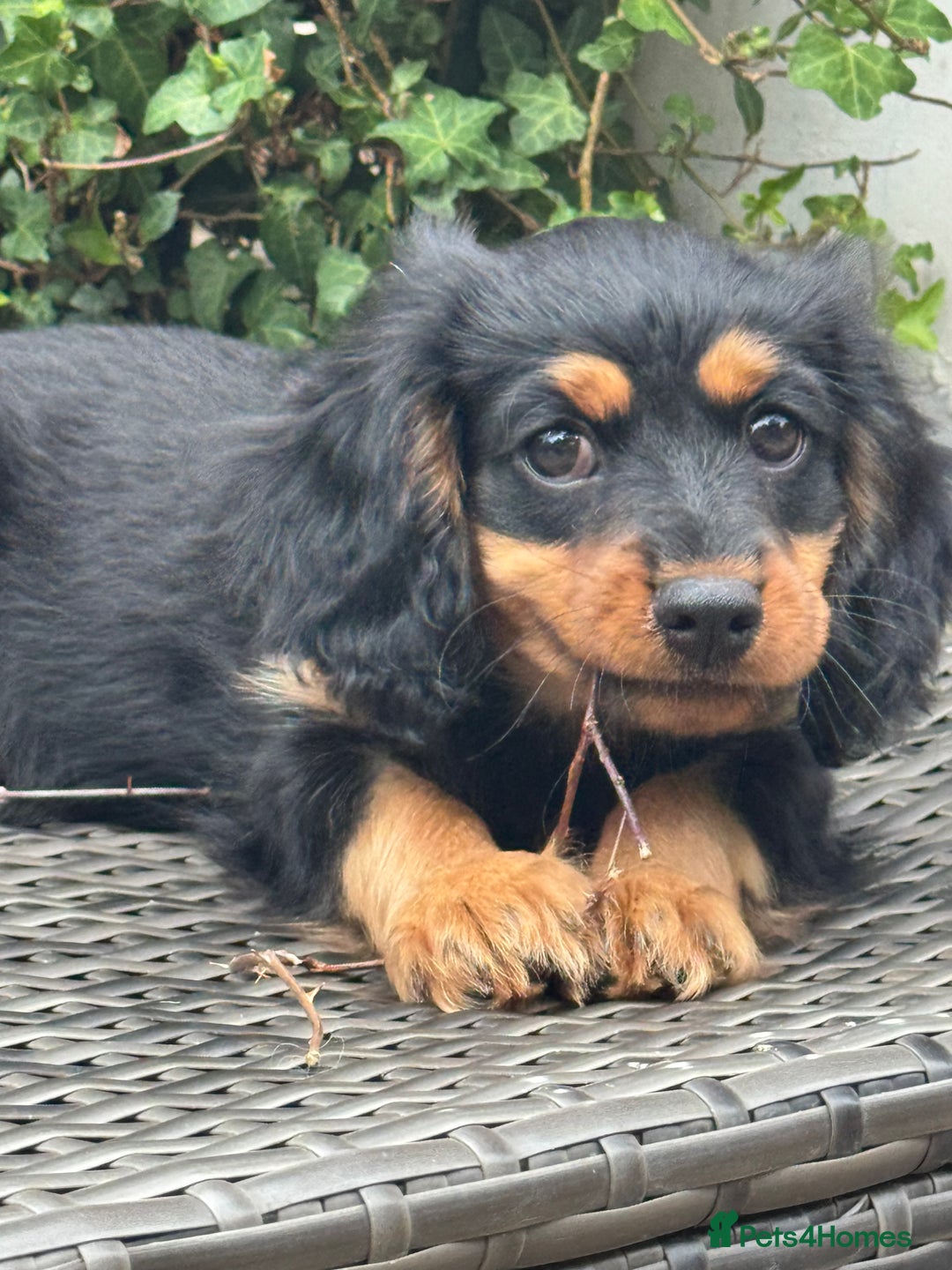 Cavapoo dogs for sale: Cavapoo rare black &tan health tested  - Image 19
