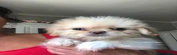 Mixed Breed dogs for sale: Beautiful fluffy Shih tzu baby boys - Advert 2
