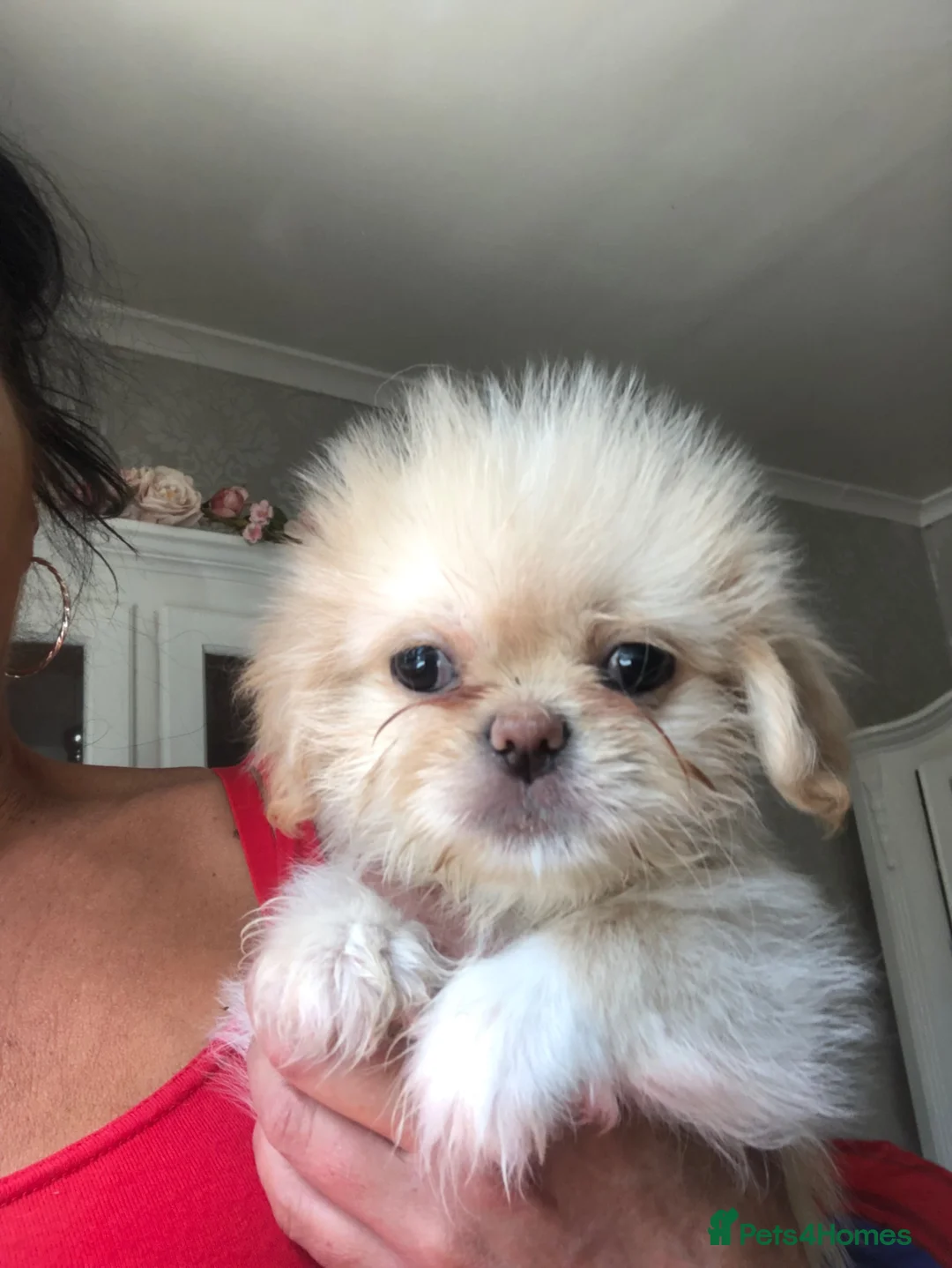 Mixed Breed dogs for sale: Beautiful fluffy Shih tzu baby boys - Advert 2
