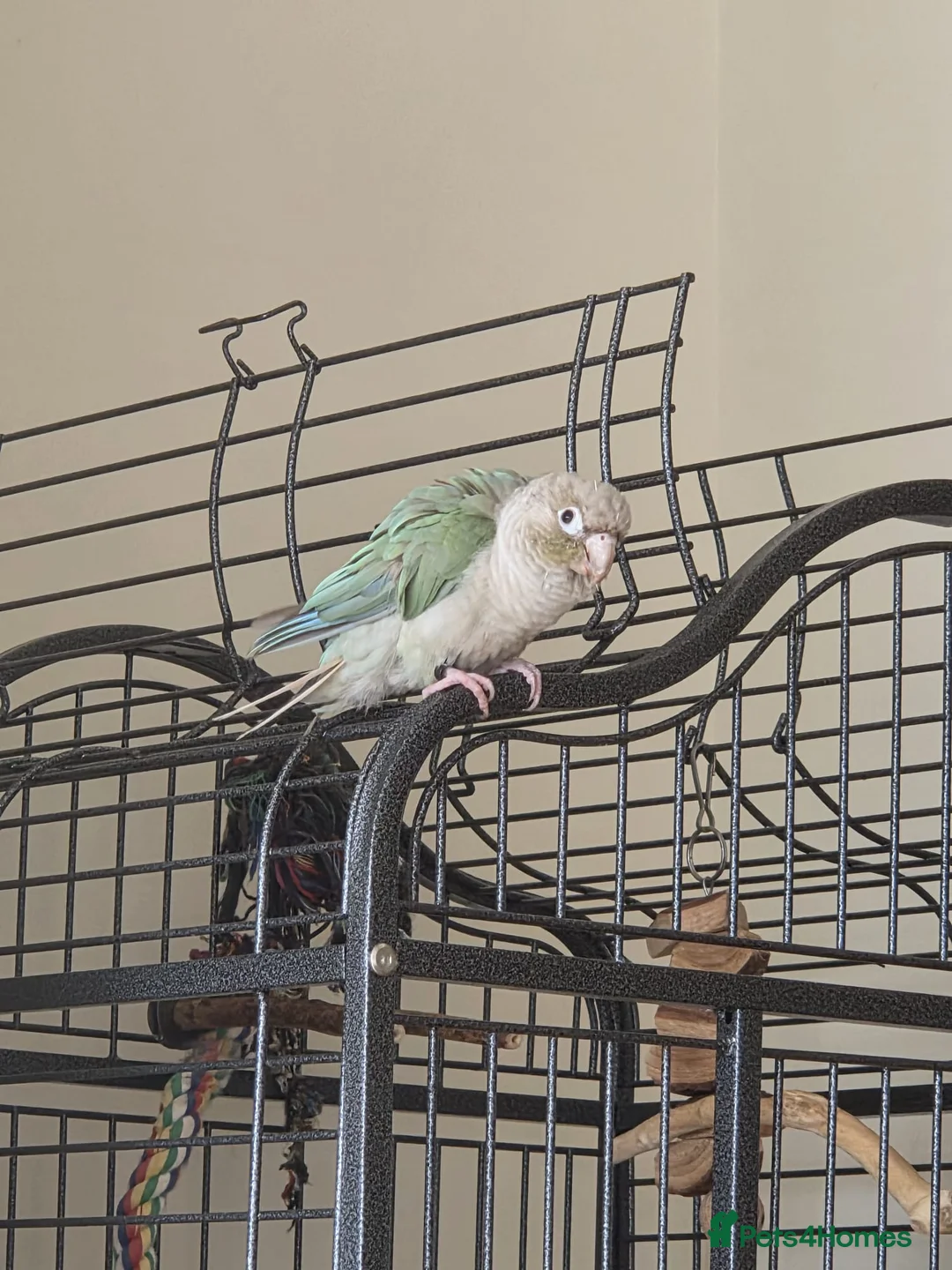 Conures birds for sale: Green Cheek Conure - Looking for new home - Advert 2