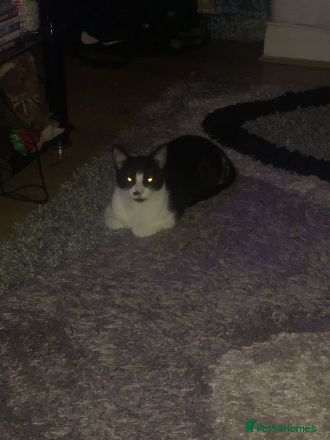 Mixed Breed cats for sale: Mixed Breed Female Cat Spayed+Microchipped   - Advert 4