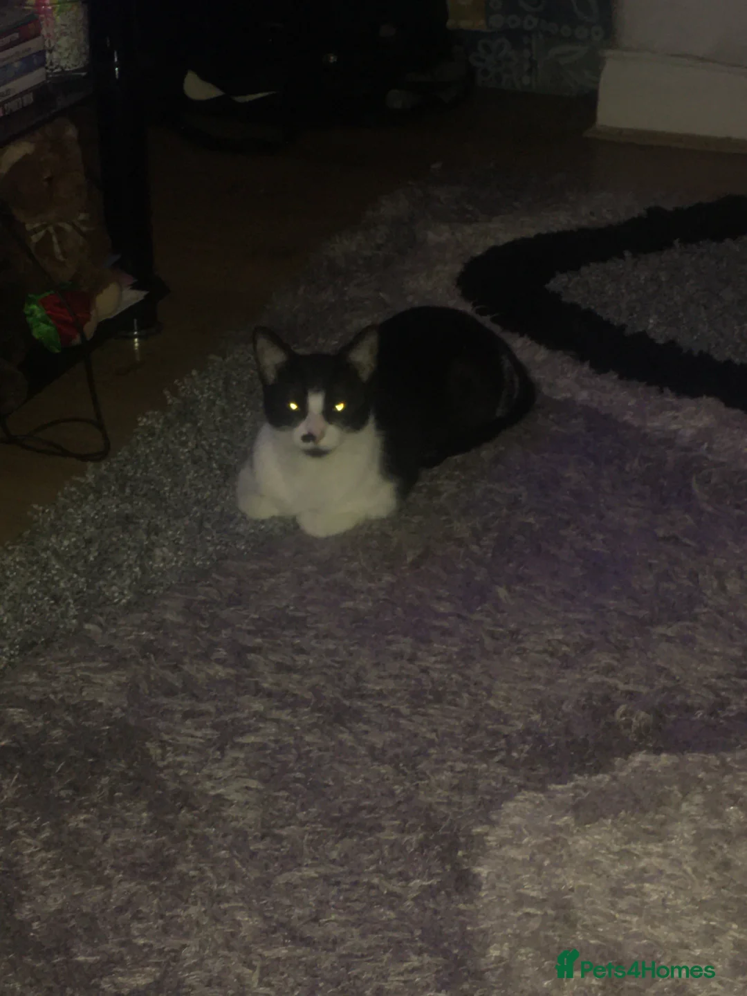 Mixed Breed cats for sale: Mixed Breed Female Cat Spayed+Microchipped   - Advert 4