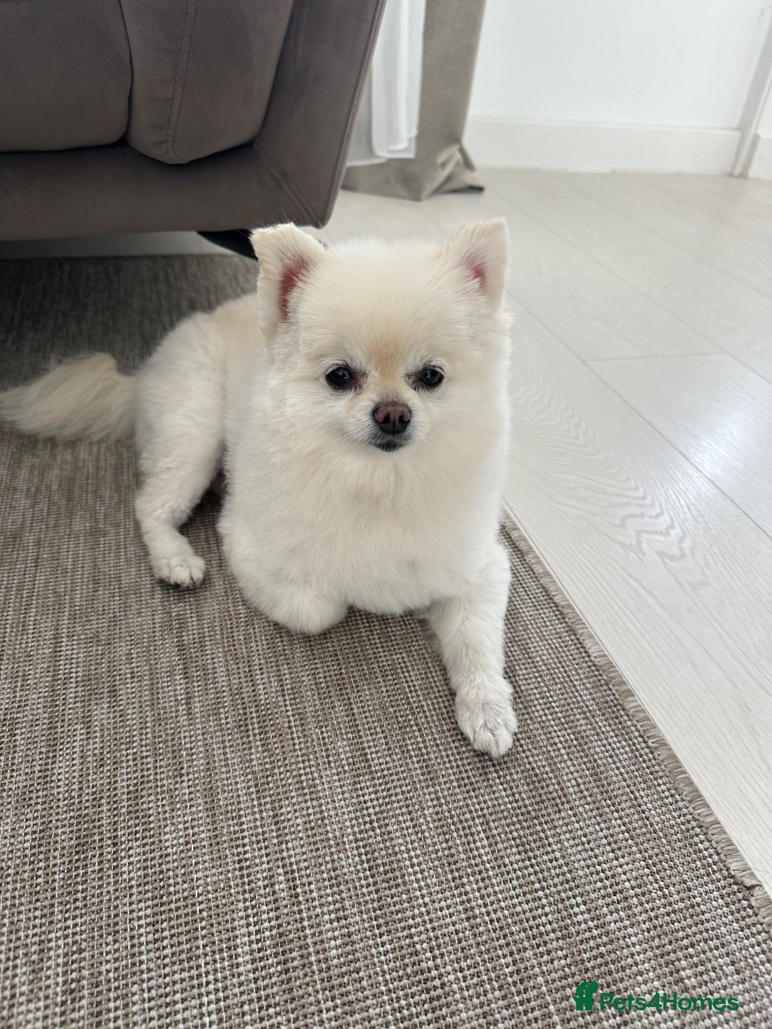 Pomeranian dogs  5-Year-Old KC Registered Pomeranian  - Advert 12