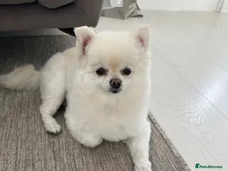 Pomeranian dogs 5-Year-Old KC Registered Pomeranian - Advert 1