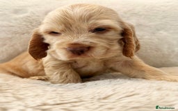 Cocker Spaniel dogs for sale: KC Registered Show Cocker Spaniel Puppies  - Image 15