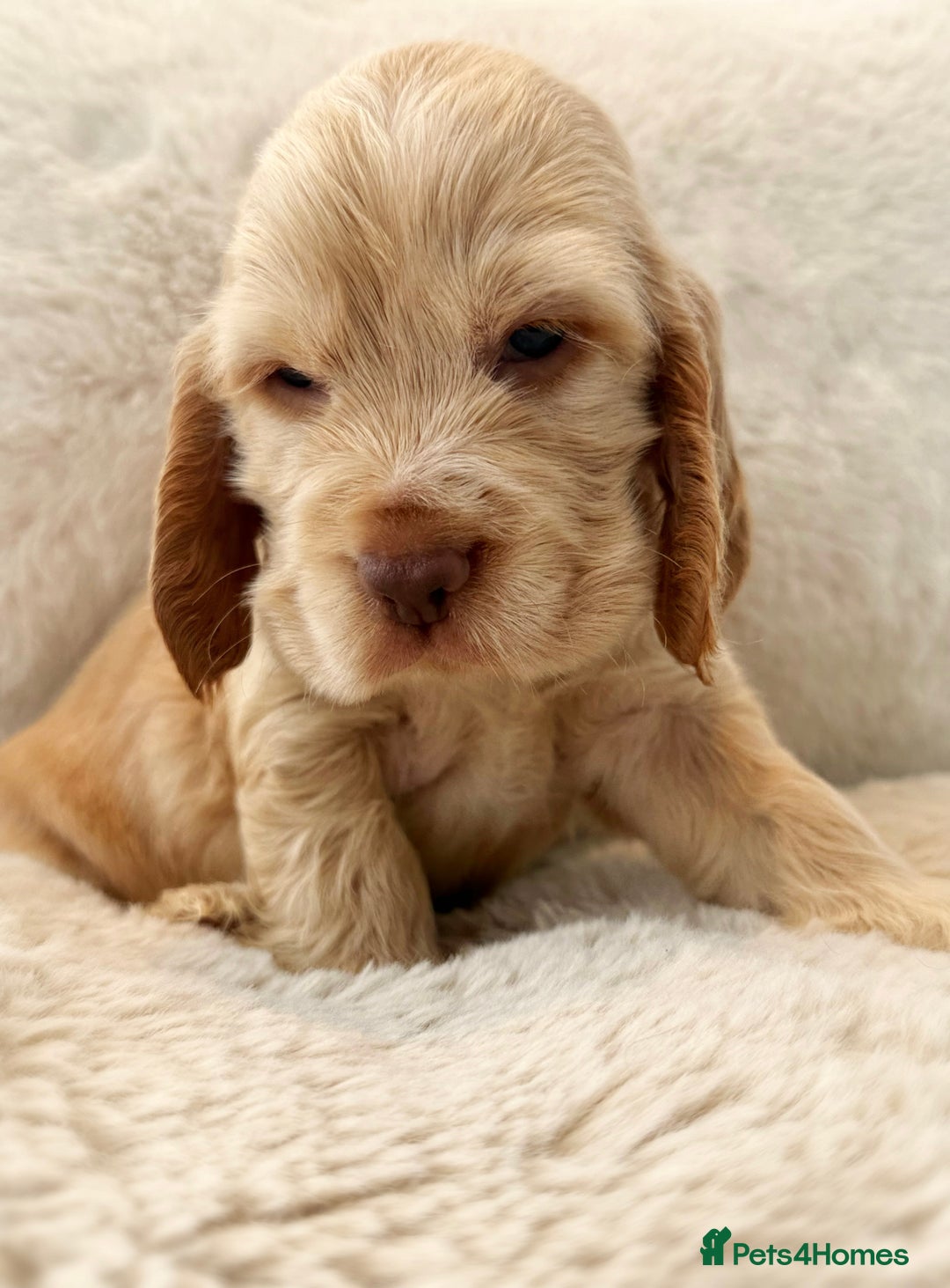 Cocker Spaniel dogs for sale: KC Registered Show Cocker Spaniel Puppies  - Image 15