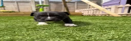 Staffordshire Bull Terrier dogs for sale: Staffordshire bull terriers for sale  - Advert 24