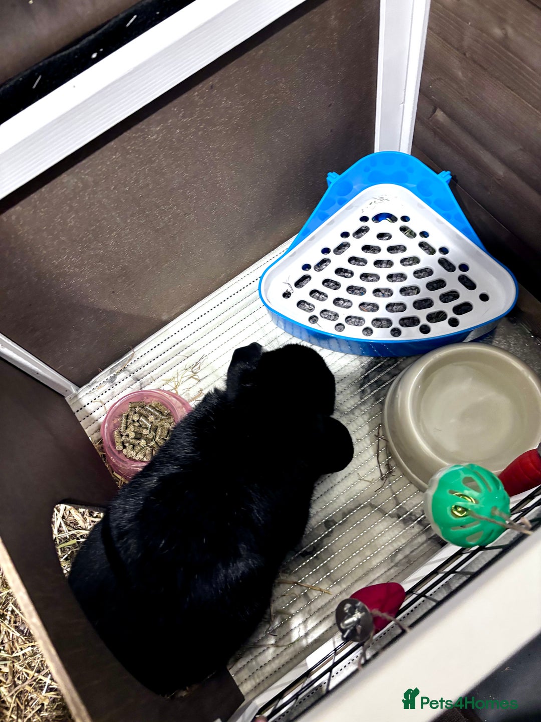 Mini Lop rabbits for sale: Adorable black mini lop bunny - Image 4
