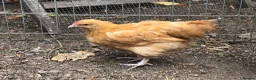 Chickens poultry for sale: Orpington Cockerels  - Advert 4