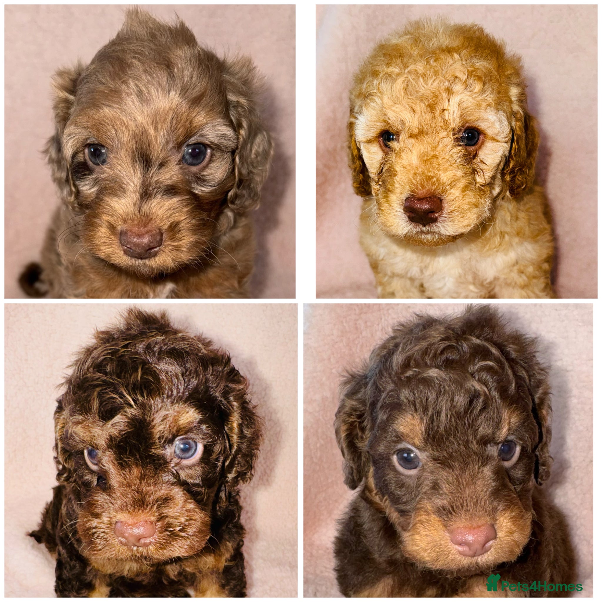 Cockapoo dogs DNA TESTED, Outstanding Cockapoos, Ready 6th May  - Advert 7