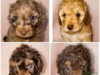 Cockapoo dogs DNA TESTED, Outstanding Cockapoos, Ready 6th May - Advert 7