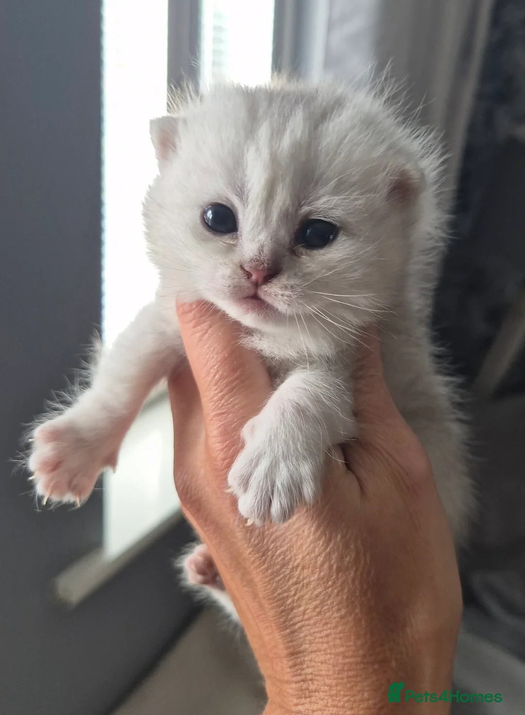 British Longhair cats for sale: Registered Black tipped girls - Advert 2