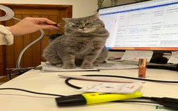 Scottish Fold cats for sale: Scottish fold beautiful girl - Image 7