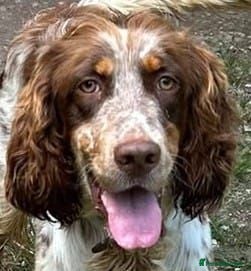 English Setter dogs Drago - Advert 5