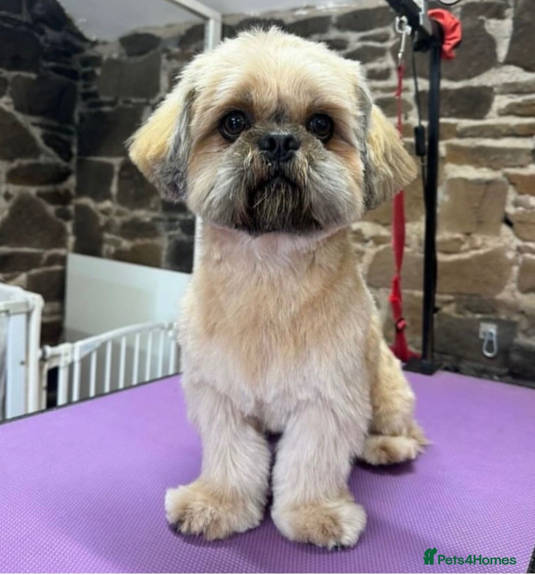 Shih Tzu dogs Full breed Shih-Tzu  - Advert 11
