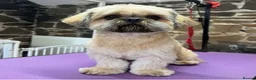 Shih Tzu dogs for stud: Full breed Shih-Tzu  in Liverpool - Advert 1