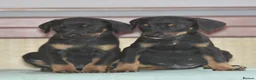 Dobermann dogs for sale: Unique hybrid dobermann pups - Advert 7